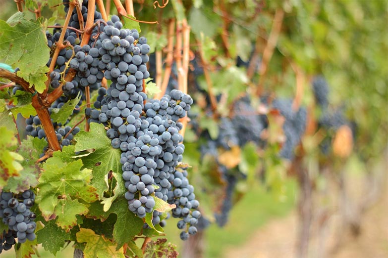 Wine grapes on vine